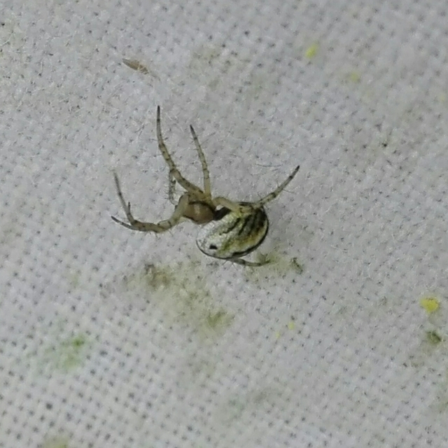 Mangora acalypha - réti keresztespók
