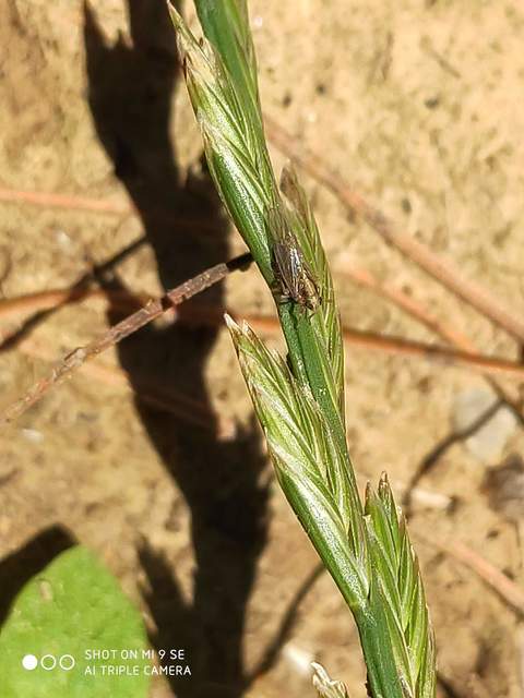 Delphacidae - sarkantyús kabócák