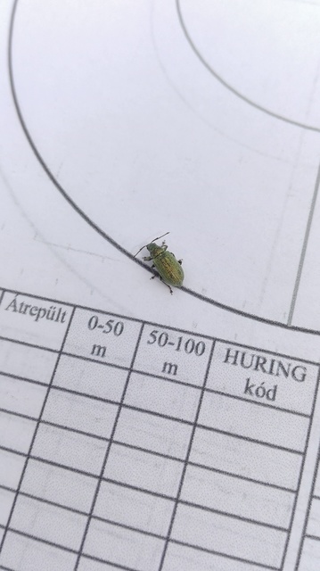 Phyllobius thalassinus - tömpeorrú levélormányos