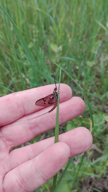 Ephemera vulgata - közönséges tarkakérész