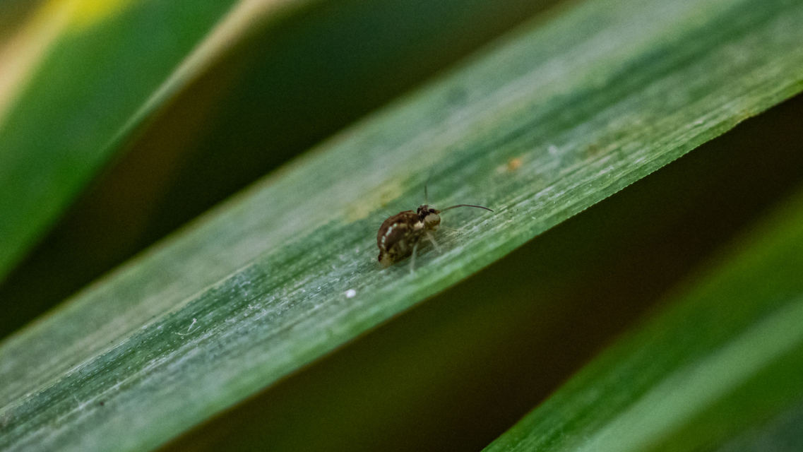Sminthurus maculatus