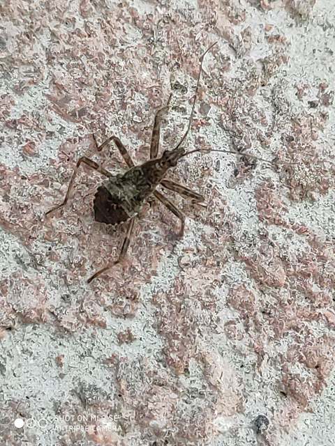 Himacerus apterus - nagy tolvajpoloska