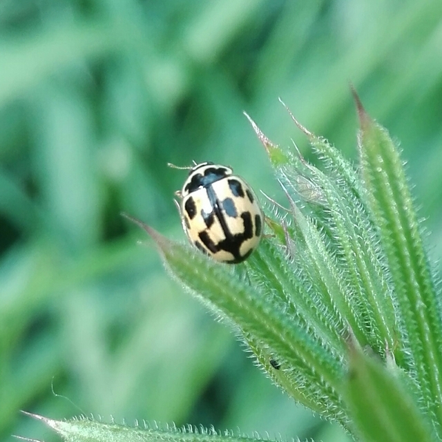 Propylea quatuordecimpunctata - tizennégypettyes füsskata