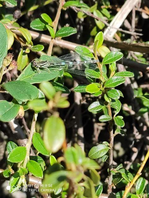 Coenagrion ornatum - díszes légivadász