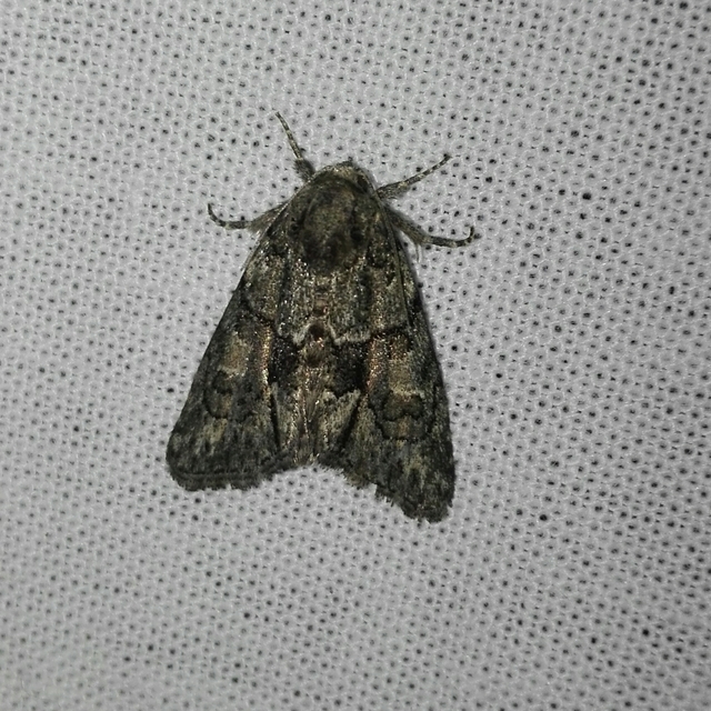Cryphia fraudatricula - homoki zuzmóbagoly