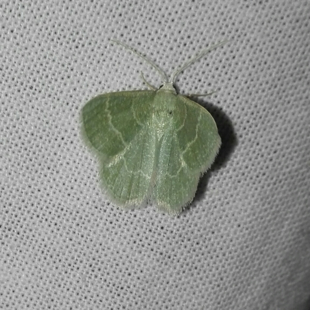 Phaiogramma etruscaria - fehérpettyes zöldaraszoló