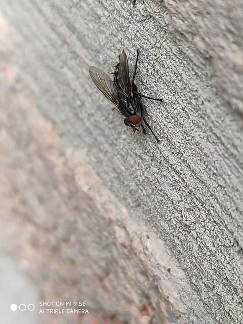 Sarcophagidae - húslégyfélék