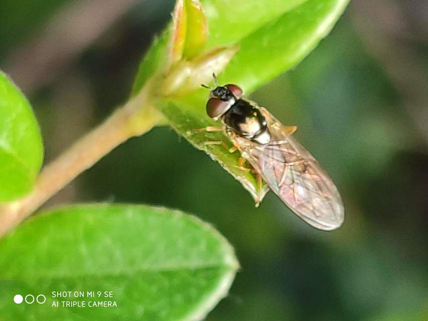 Melanostoma