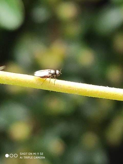 Chloropidae - gabonalegyek