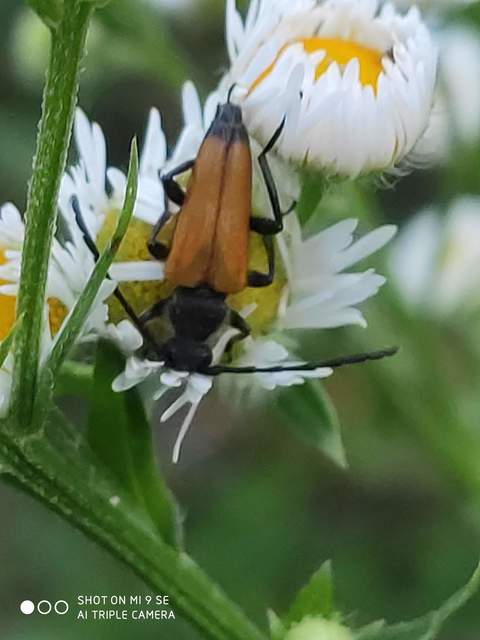Stictoleptura fulva - vörhenyes virágcincér