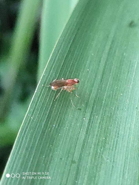 Scathophagidae