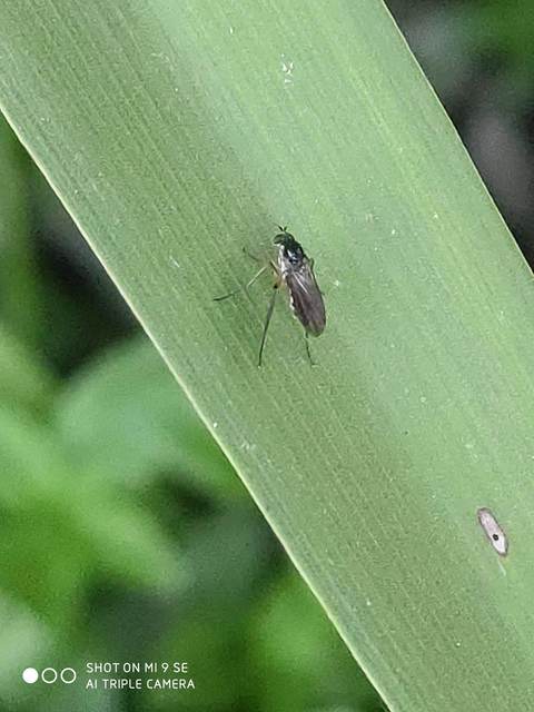 Dolichopodidae - szúnyoglábú legyek
