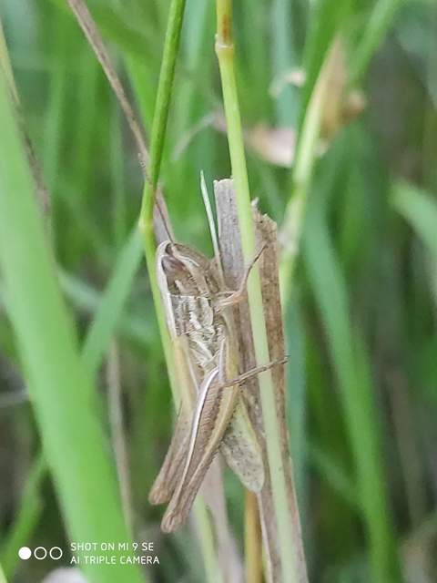 Euchorthippus declivus - rövidszárnyú rétisáska