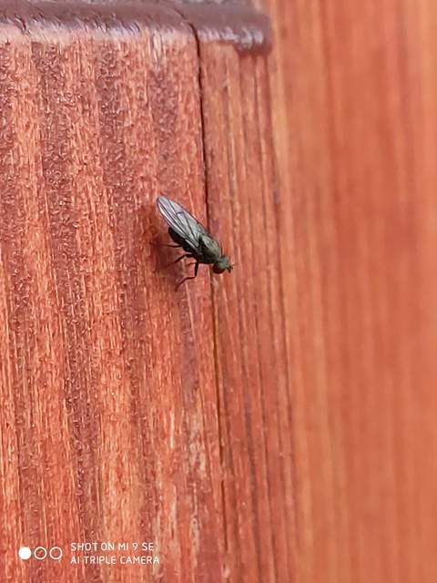 Notiphila