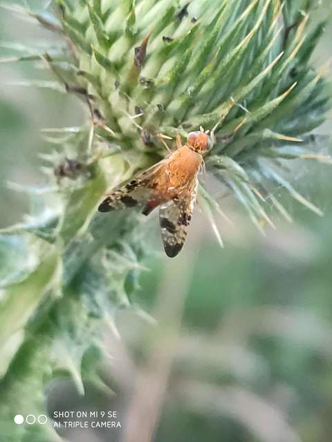 Xyphosia miliaria