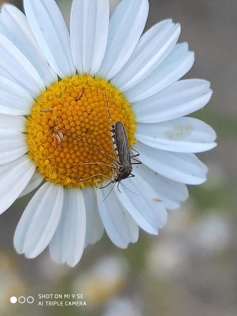 Culicidae - csípőszúnyogok