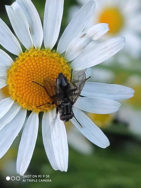Phyto melanocephala