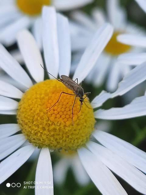 Culicidae - csípőszúnyogok