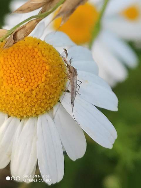 Culicidae - csípőszúnyogok