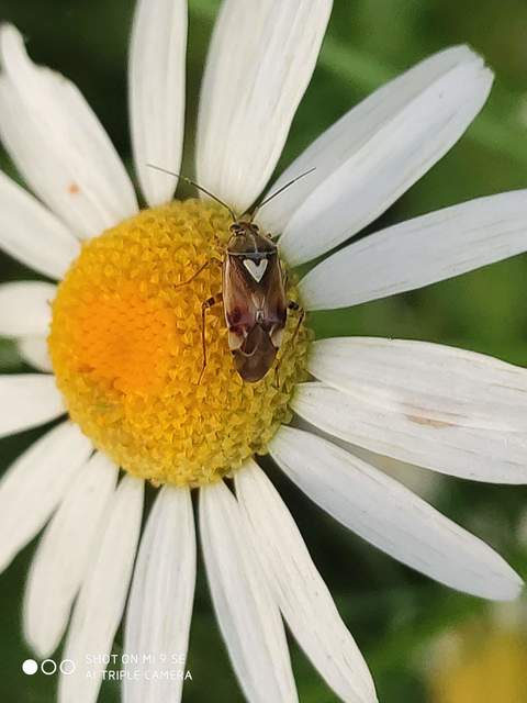 Lygus pratensis - változó mezeipoloska