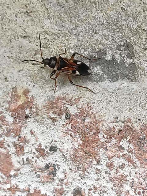 Raglius alboacuminatus - tarka díszesbodobács