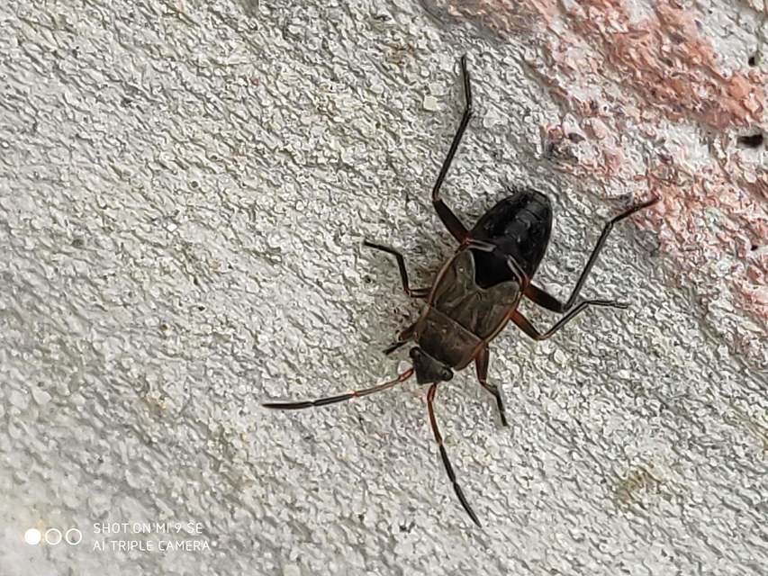 Rhyparochromus