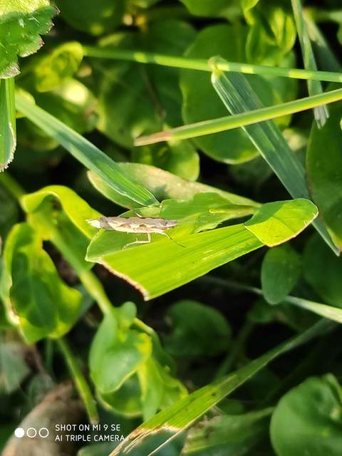 Plutella xylostella - káposztamoly
