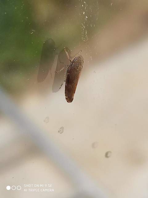 Fieberiella florii