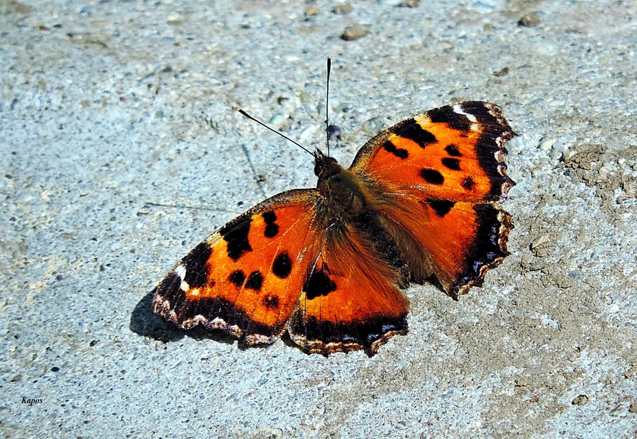Nymphalis xanthomelas - vörös rókalepke
