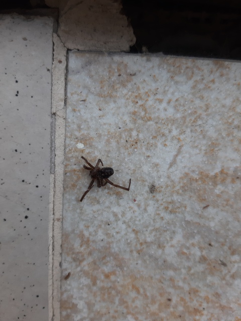 Steatoda grossa - nagy faggyúpók