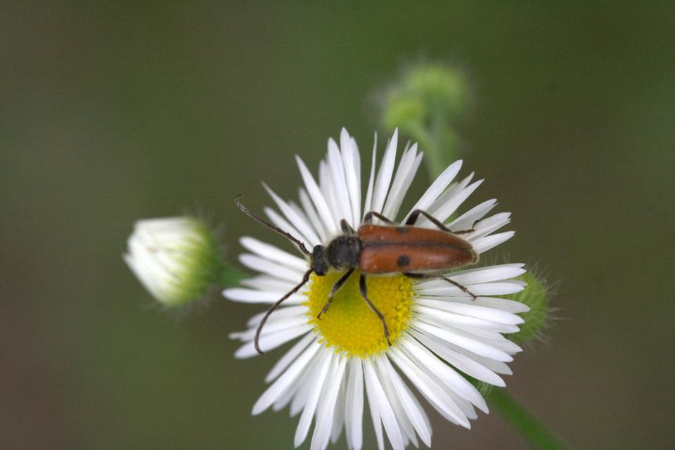Vadonia unipunctata - kétpettyes virágcincér