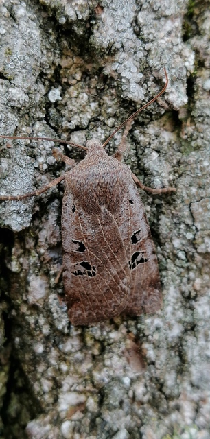 Conistra rubiginosa - szürke télibagoly