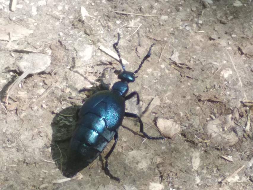 Meloe violaceus - kék nünüke