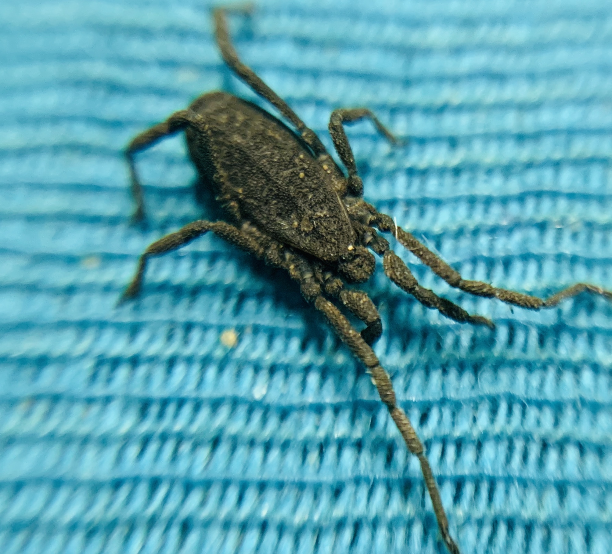 Trogulus tricarinatus
