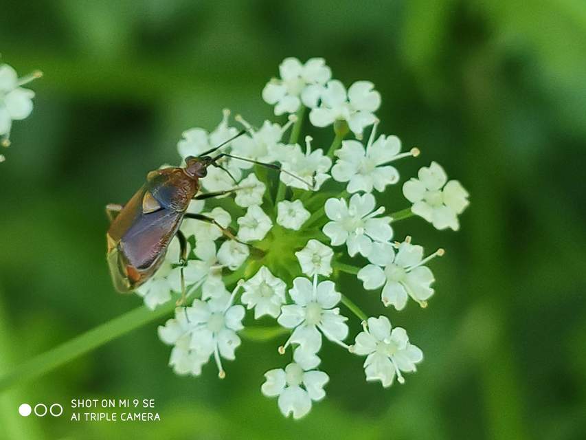Deraeocoris ruber - vöröses mezeipoloska