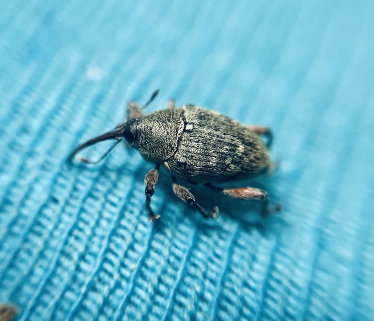 Curculio glandium - tölgymakkzsuzsóka