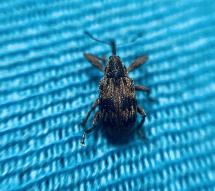 Anthonomus rectirostris - meggymaglikasztó Anthonomus rectirostris - meggymaglikasztó
