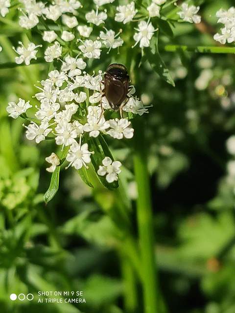 Cheilosia