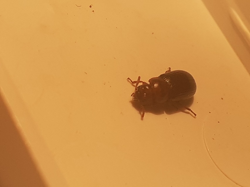 Neomida haemorrhoidalis