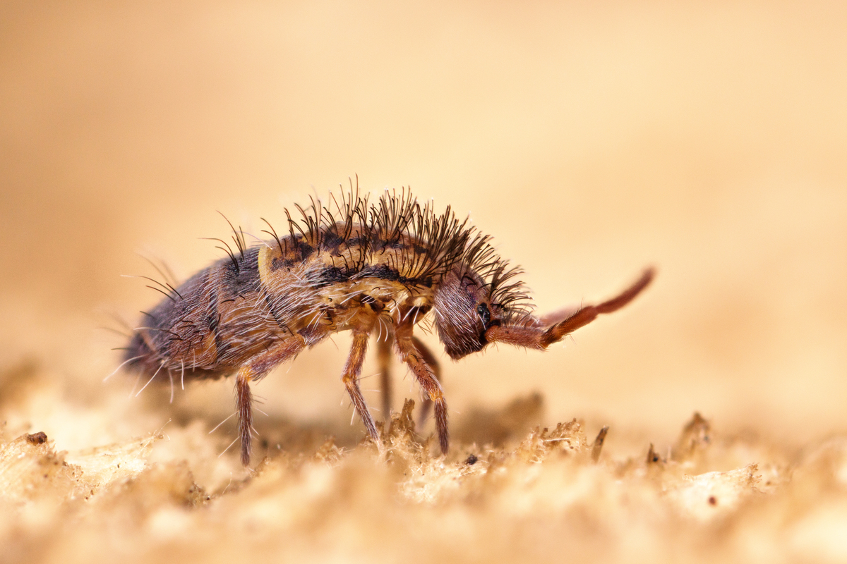 Orchesella albofasciata