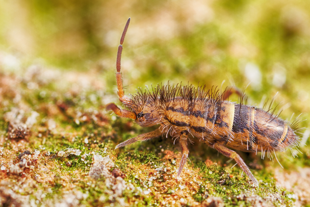 Orchesella albofasciata