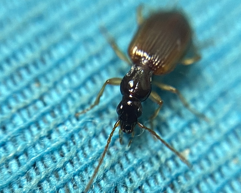 Oxypselaphus obscurus - barnás kisfutó