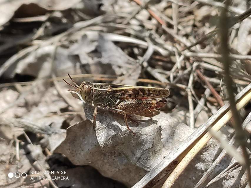 Calliptamus italicus - olaszsáska