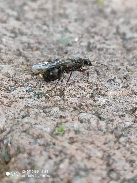 Formica gagates - szurkos rabszolgahangya