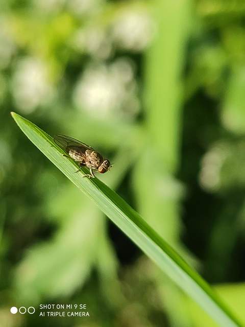 Notiphila