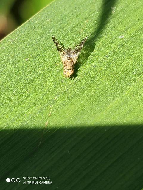 Tephritidae - fúrólégyfélék