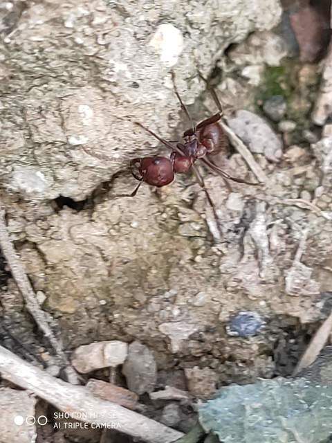 Polyergus rufescens - amazonhangya