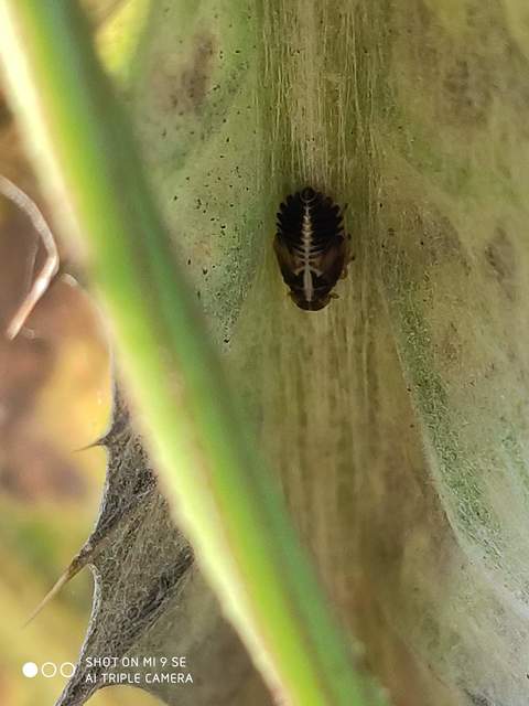 Delphacidae - sarkantyús kabócák