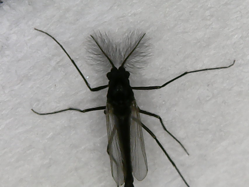 Chironomidae - árvaszúnyogok