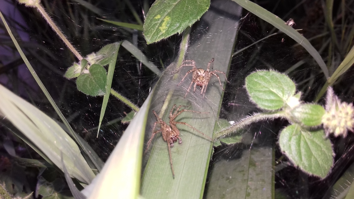 Agelena labyrinthica - illó tölcsérpók